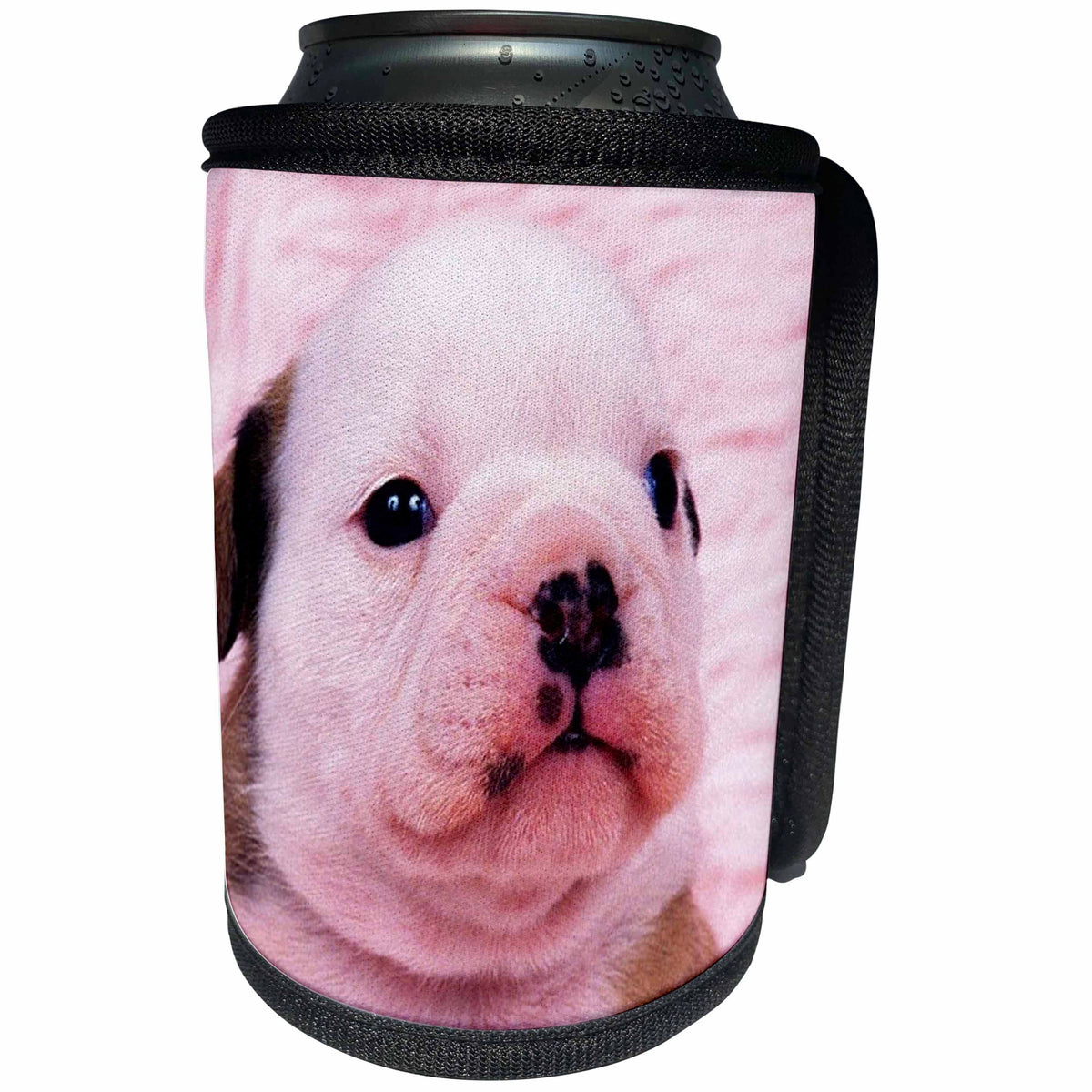 3dRose Jackie Popp Nature N Wildlife animals - french bull dog - Can Cooler Bottle Wrap (cc_22241)