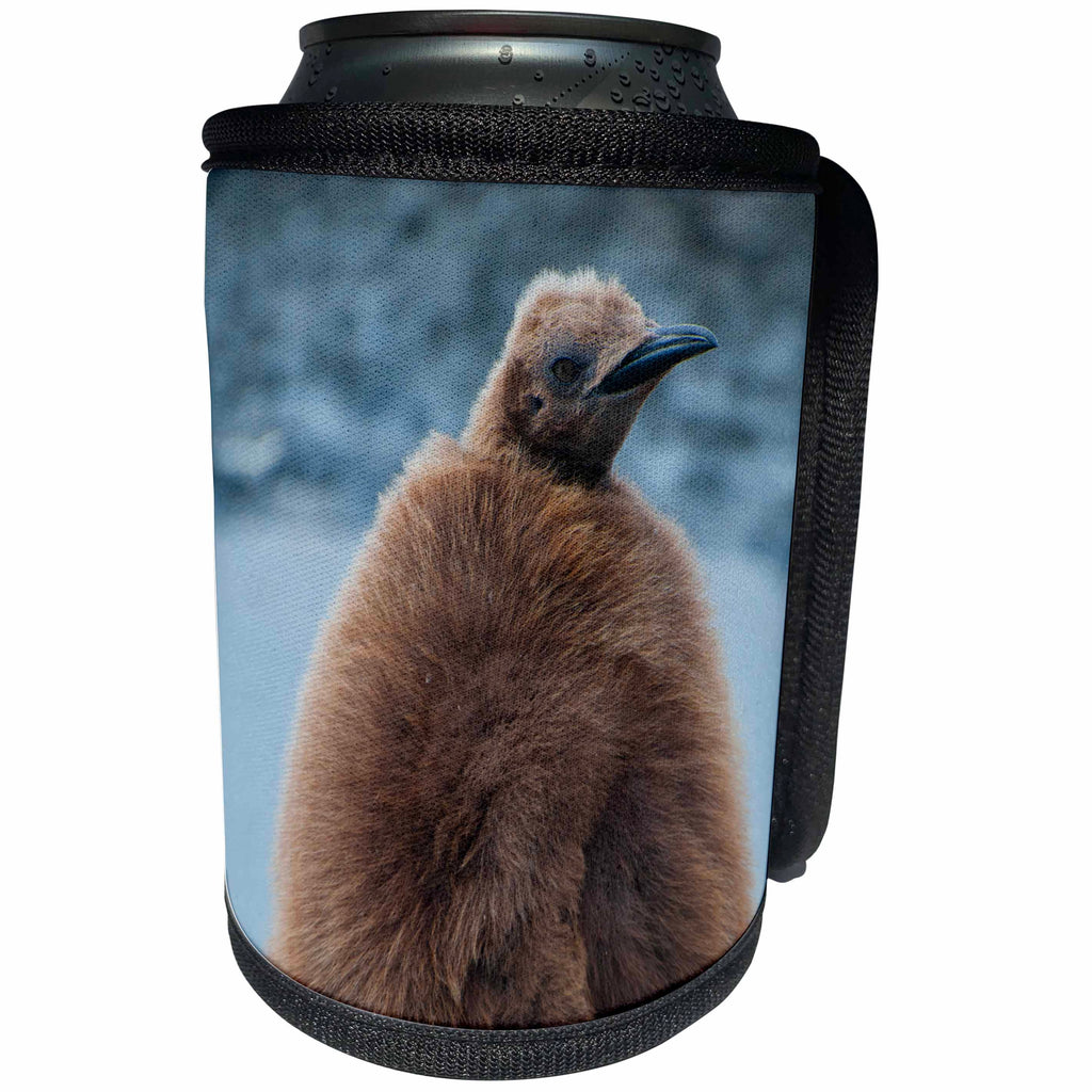 3dRose Danita Delimont - Penguins - South Georgia. Salisbury Plain. Fluffy King penguins chick. - Can Cooler Bottle Wrap (cc_225224)