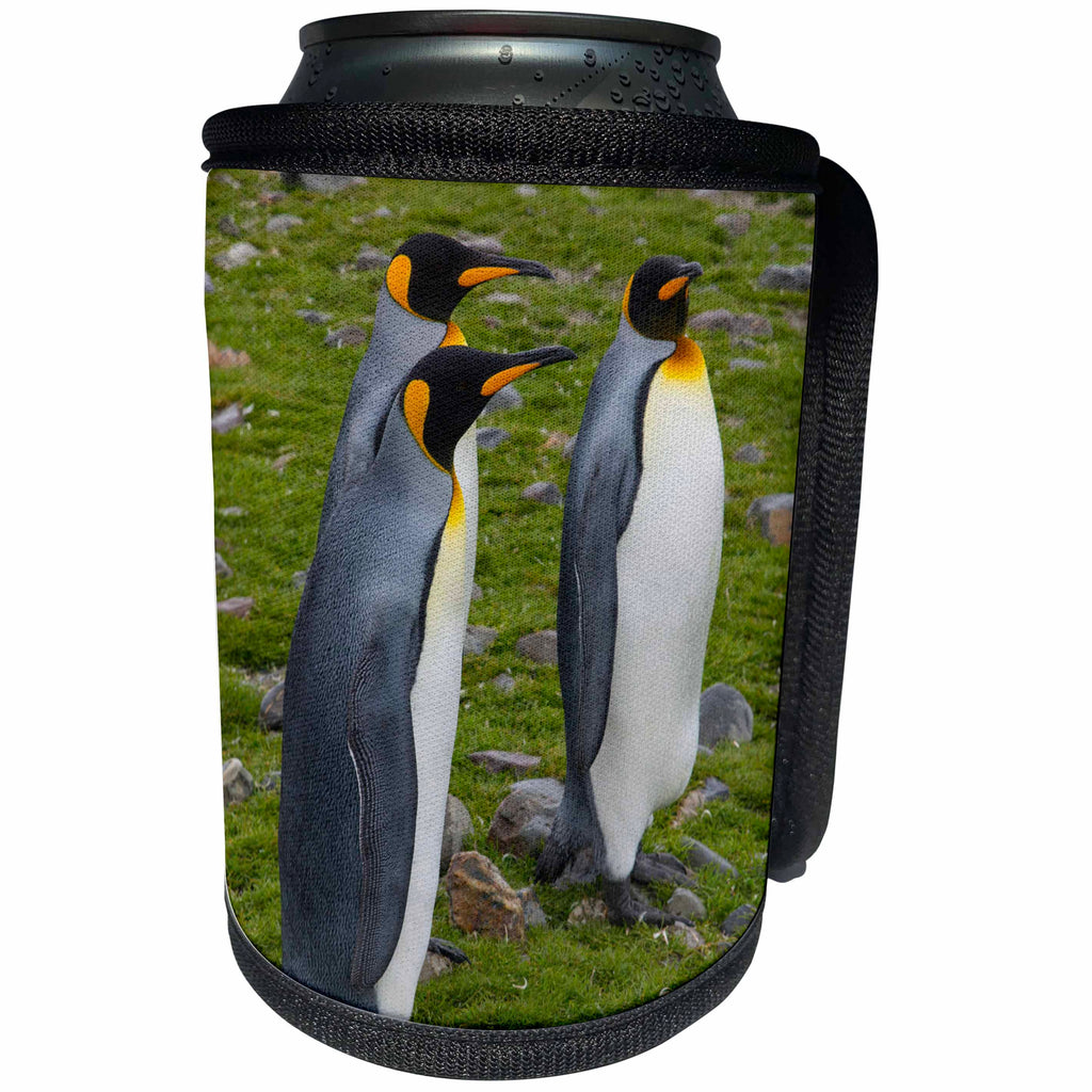 3dRose Danita Delimont - Penguins - South Georgia, Saint Andrews. King penguins. - Can Cooler Bottle Wrap (cc_225243)