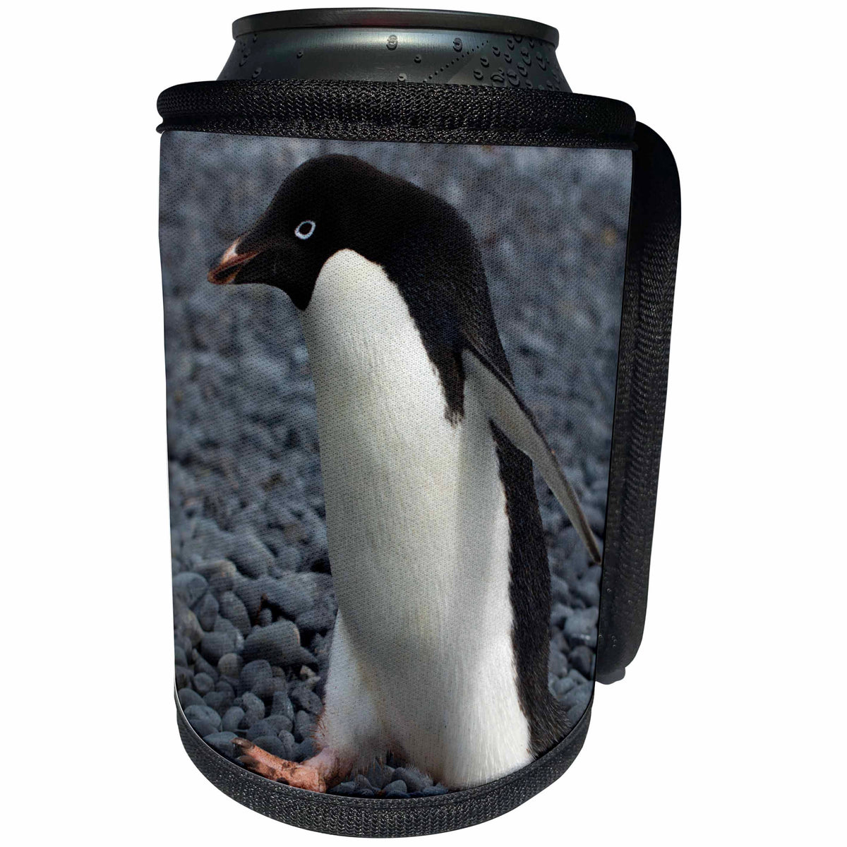 3dRose Danita Delimont - Penguins - Antarctica. Brown Bluff. Adelie penguins. - Can Cooler Bottle Wrap (cc_225256)