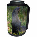 3dRose Danita Delimont - Seals - South Georgia. Prion Island. Antarctic fur seal in a snowstorm. - Can Cooler Bottle Wrap (cc_225295)