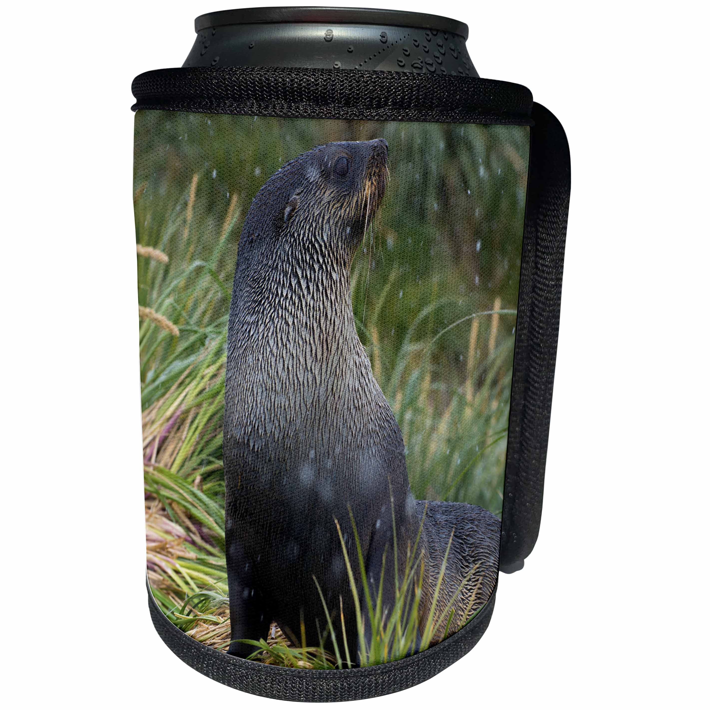 3dRose Danita Delimont - Seals - South Georgia. Prion Island. Antarctic fur seal in a snowstorm. - Can Cooler Bottle Wrap (cc_225295)