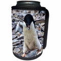 3dRose Danita Delimont - Penguins - Antarctica. Adelie Penguin gathers a pebble for a nest. - Can Cooler Bottle Wrap (cc_225300)