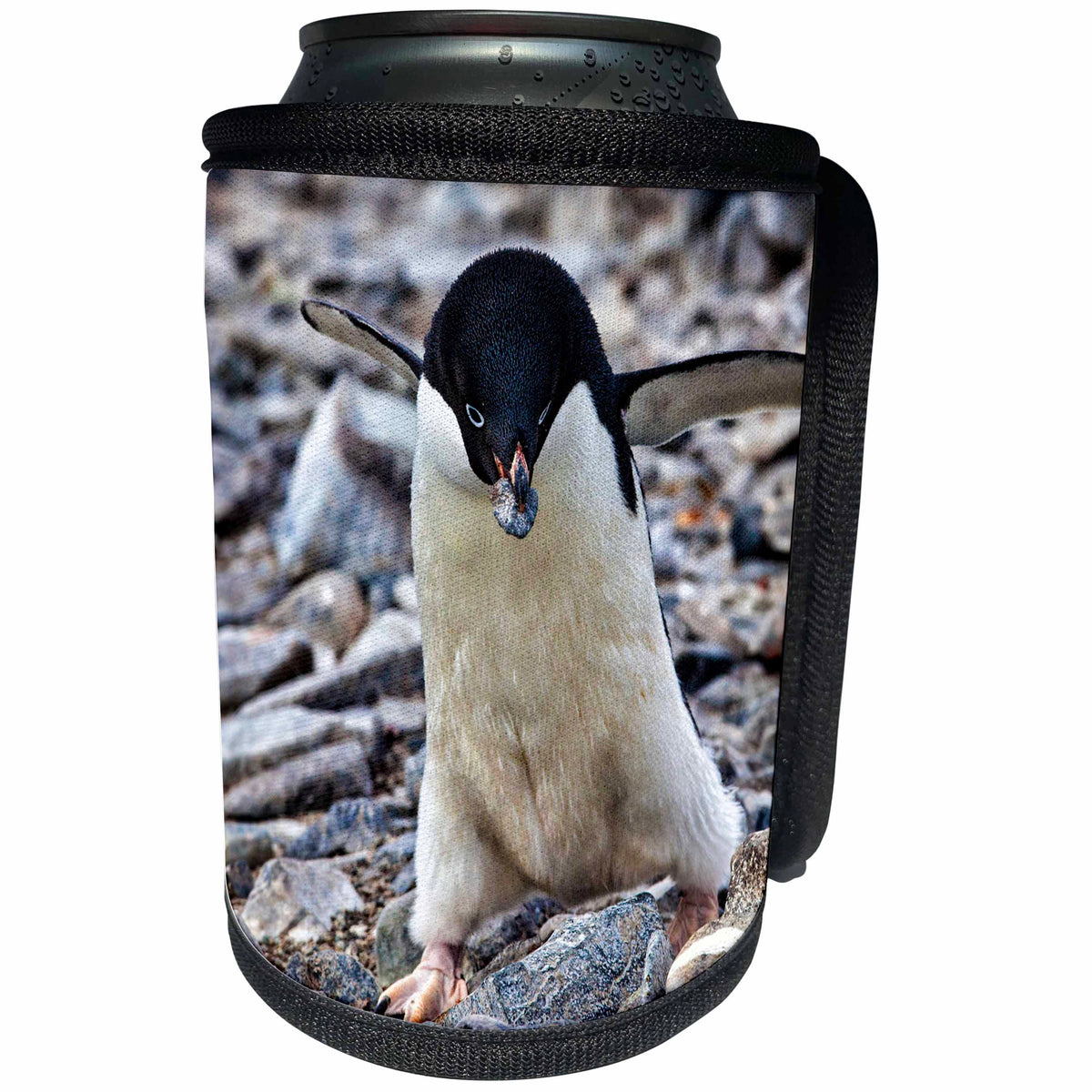 3dRose Danita Delimont - Penguins - Antarctica. Adelie Penguin gathers a pebble for a nest. - Can Cooler Bottle Wrap (cc_225300)