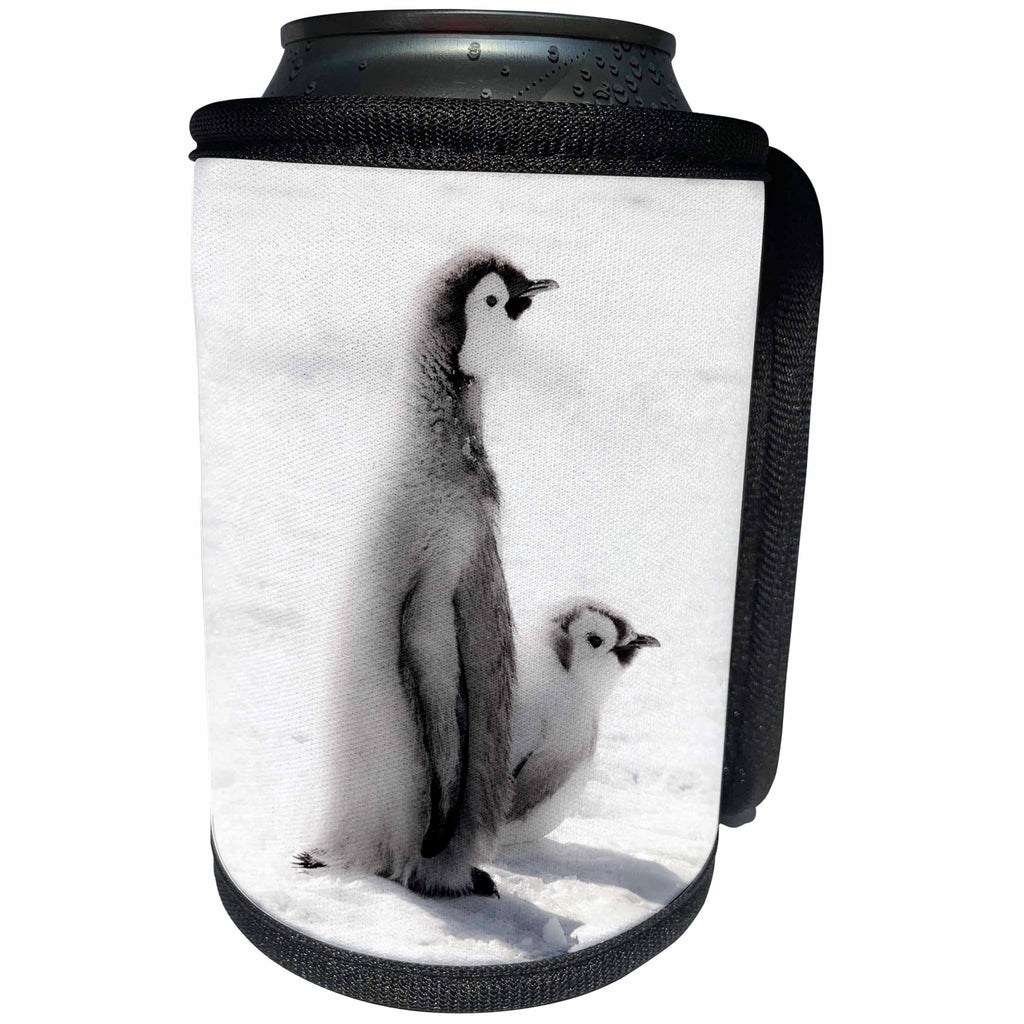 3dRose Danita Delimont - Penguins - Cape Washington, Antarctica. Two Emperor Penguin Chicks. - Can Cooler Bottle Wrap (cc_225302)