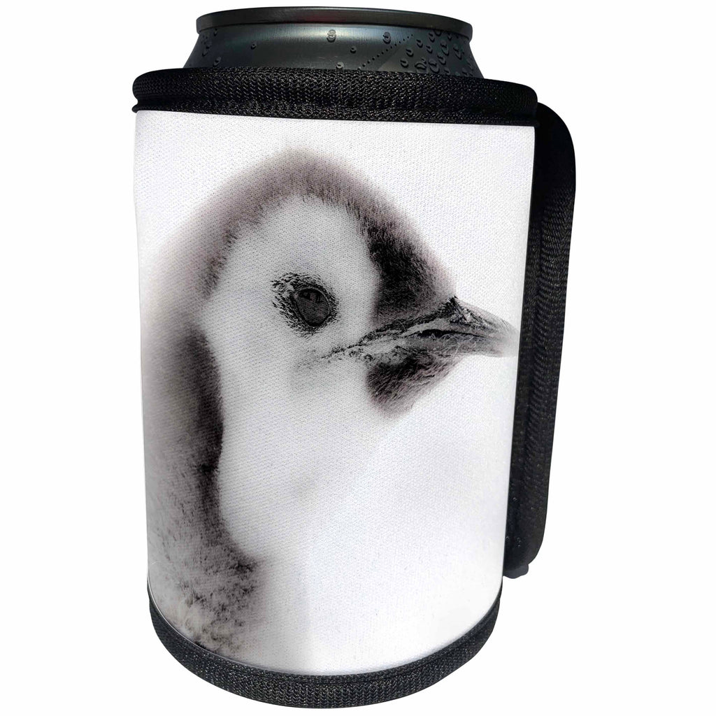 3dRose Danita Delimont - Penguins - Antarctica. Close-up of an Emperor Penguin Chick. - Can Cooler Bottle Wrap (cc_225303)
