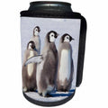 3dRose Danita Delimont - Penguins - Cape Washington, Antarctica. Emperor Penguin Chicks - Can Cooler Bottle Wrap (cc_225306)
