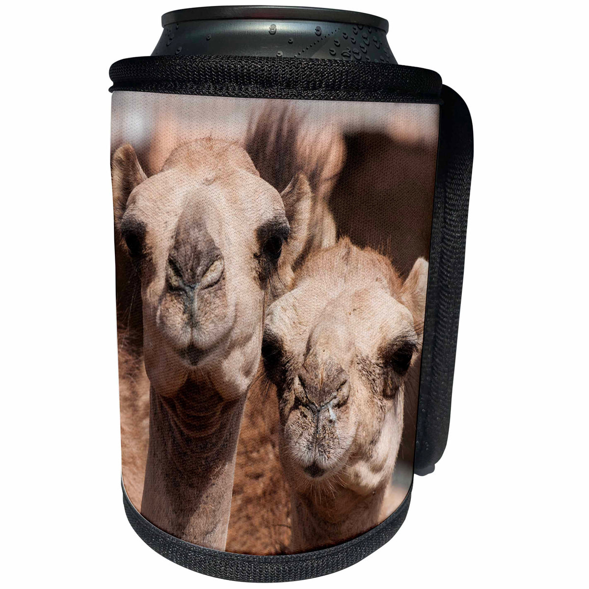 3dRose Danita Delimont - Camels - Camels in Al Ain, Dubai, United Arab Emirates. - Can Cooler Bottle Wrap (cc_226132)