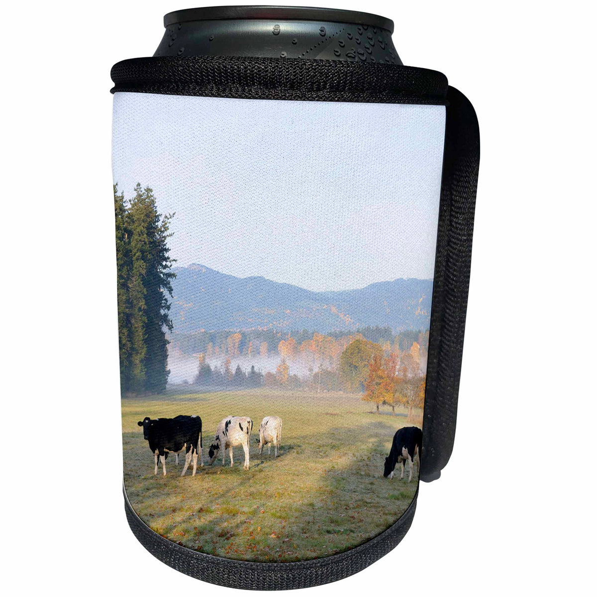 3dRose Danita Delimont - Canada - Canada, Vancouver Island. Cows grazing on grass at a dairy farm - Can Cooler Bottle Wrap (cc_226862)