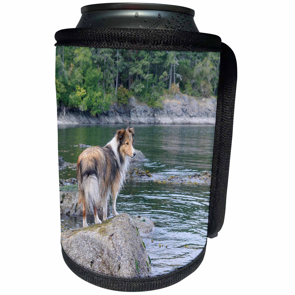 3dRose Danita Delimont - Canada - British Columbia, Portland Island. Sheltie on rocks at Arbutus Point - Can Cooler Bottle Wrap (cc_226866)