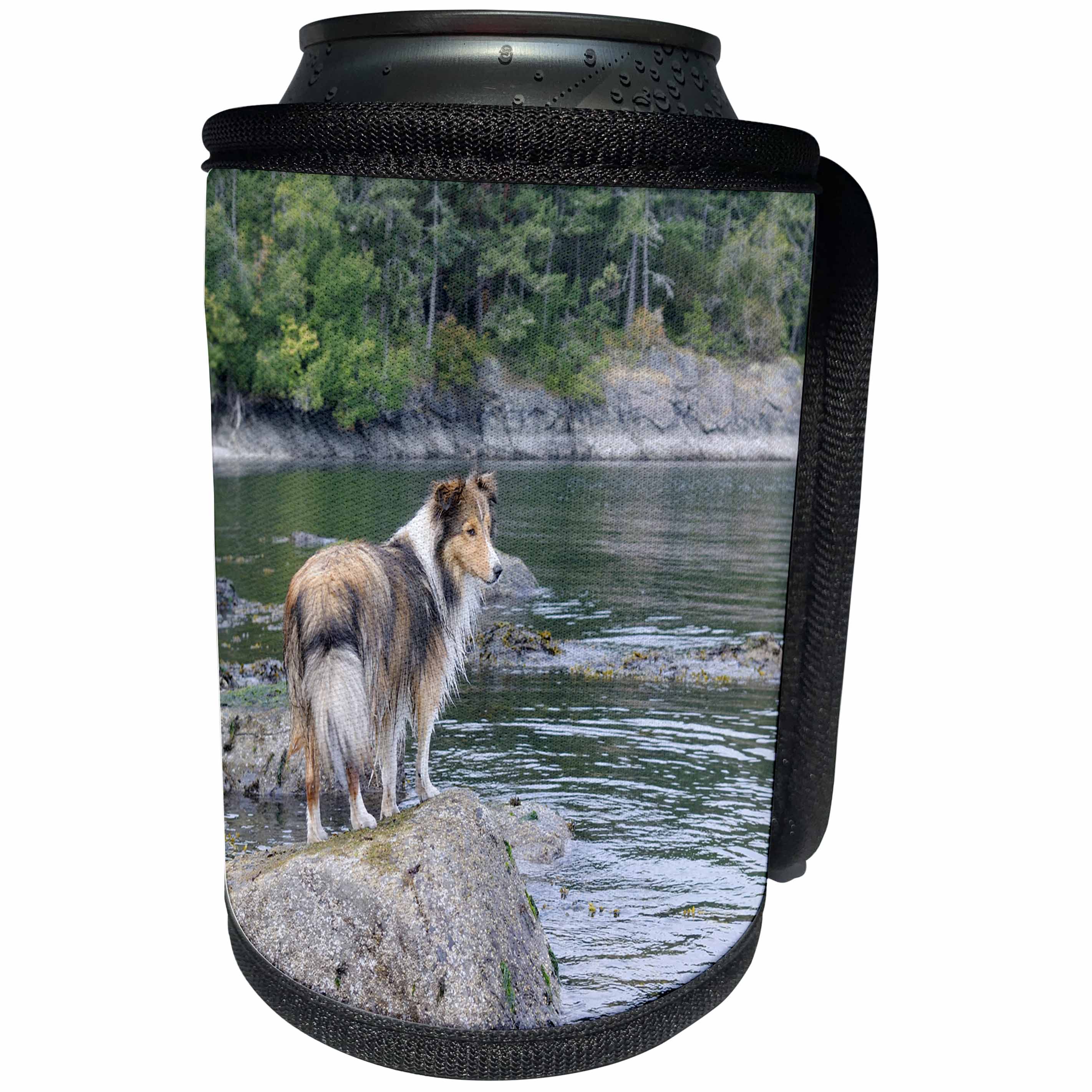 3dRose Danita Delimont - Canada - British Columbia, Portland Island. Sheltie on rocks at Arbutus Point - Can Cooler Bottle Wrap (cc_226866)