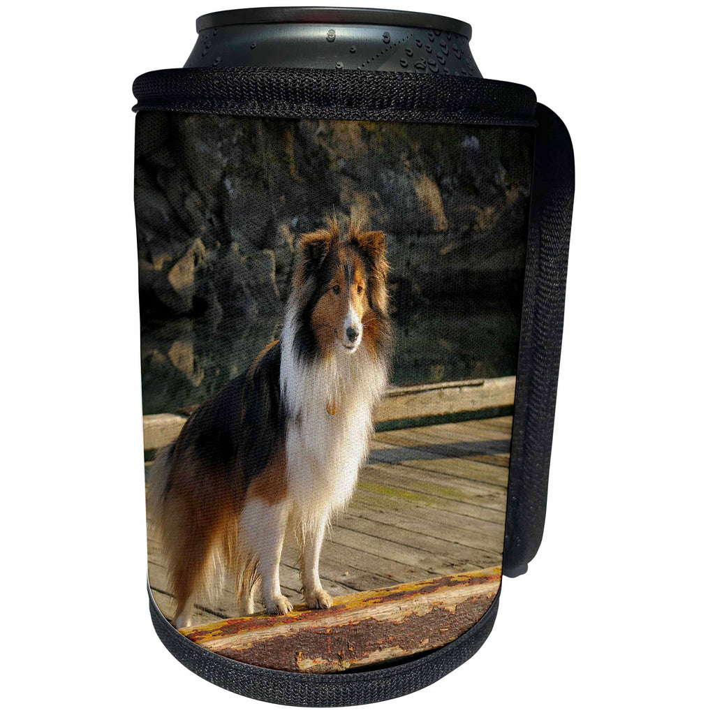 3dRose Danita Delimont - Canada - Canada, British Columbia. Sheltie standing on the wharf, Conover Cove - Can Cooler Bottle Wrap (cc_226867)