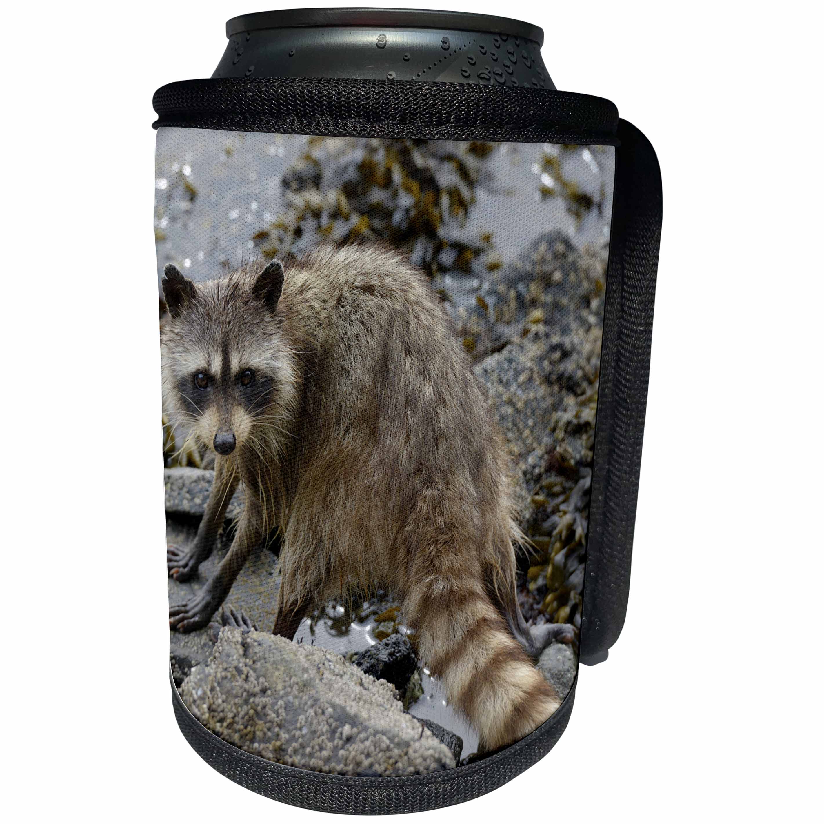 3dRose Danita Delimont - Canada - British Columbia, Portland Island. Raccoon standing on rock - Can Cooler Bottle Wrap (cc_226870)