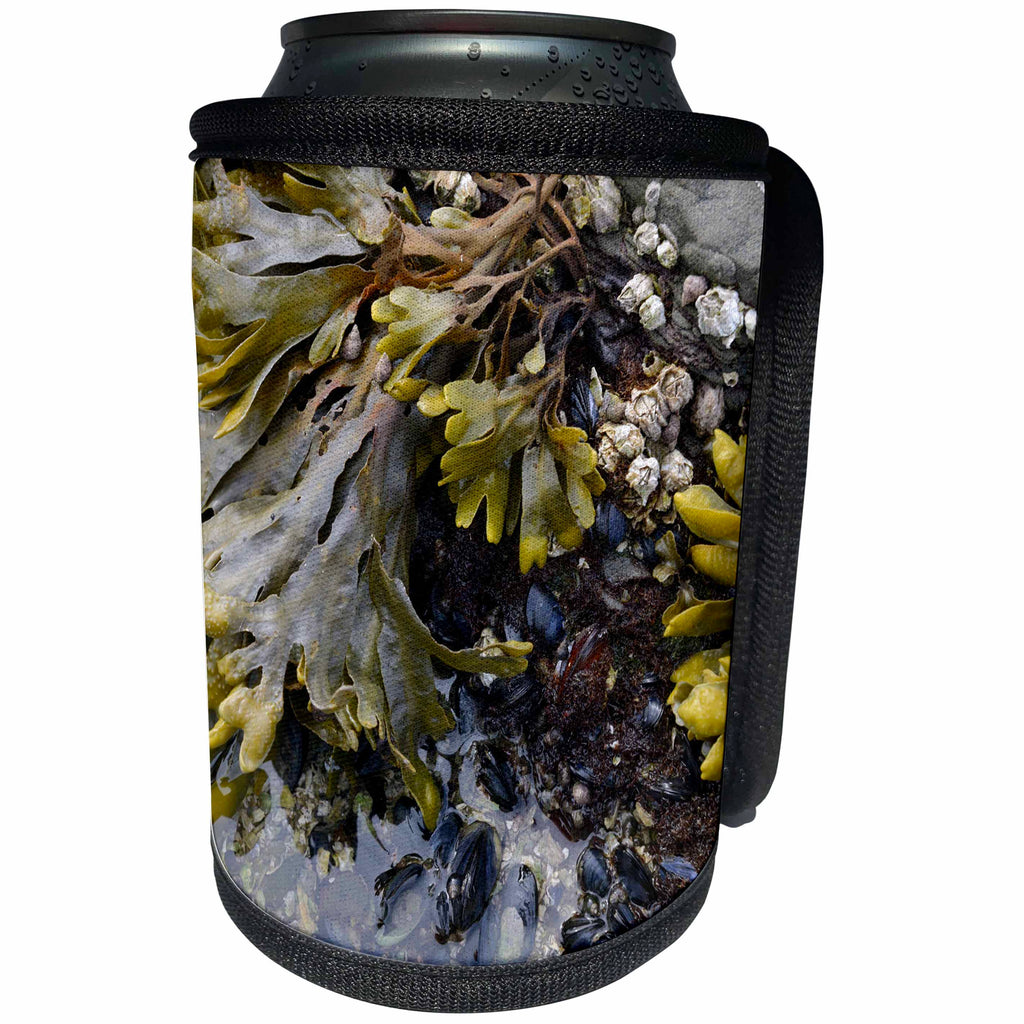 3dRose Danita Delimont - Canada - British Columbia, Portland Island. Bladderwrack seaweed - Can Cooler Bottle Wrap (cc_226871)