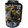 3dRose Danita Delimont - Canada - British Columbia, Portland Island. Bladderwrack seaweed - Can Cooler Bottle Wrap (cc_226871)
