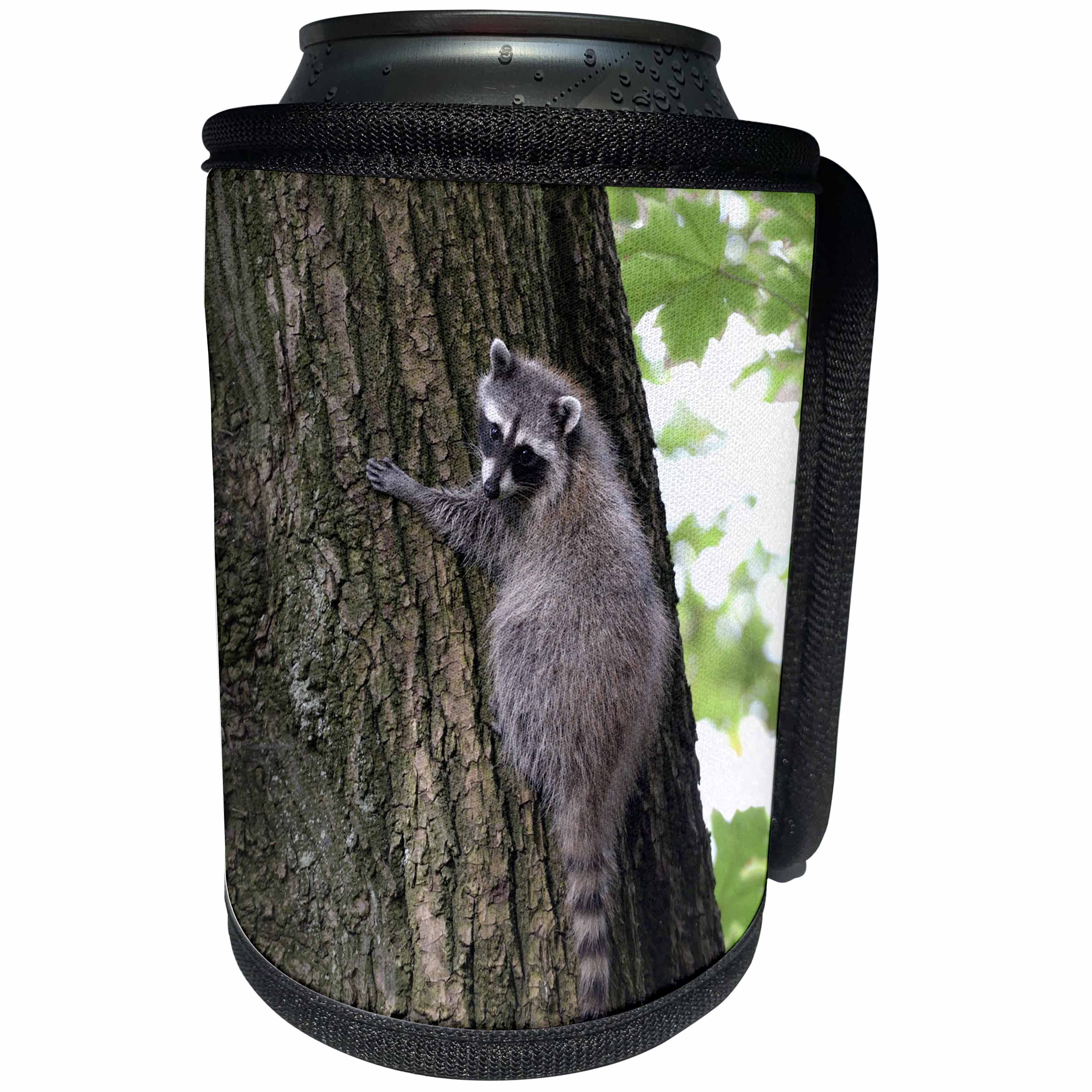 3dRose Danita Delimont - Canada - British Columbia, Portland Island. Small raccoon in a tree - Can Cooler Bottle Wrap (cc_226874)