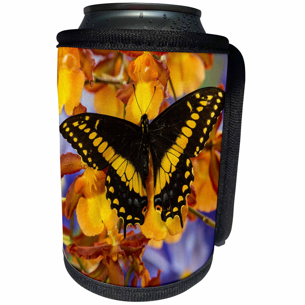 3dRose Danita Delimont - Butterflies - Black Swallowtail Male from Costa Rica, Papilio Polyxenes - Can Cooler Bottle Wrap (cc_228345)