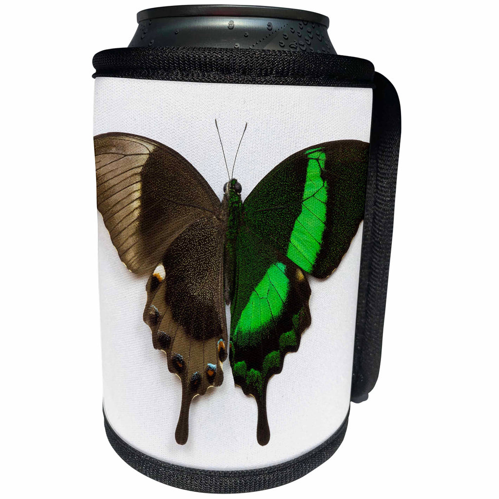 3dRose Danita Delimont - Butterflies - Emerald Swallowtail Butterfly Comparing the top and bottom wing, Can Cooler Bottle Wrap (cc_228351)