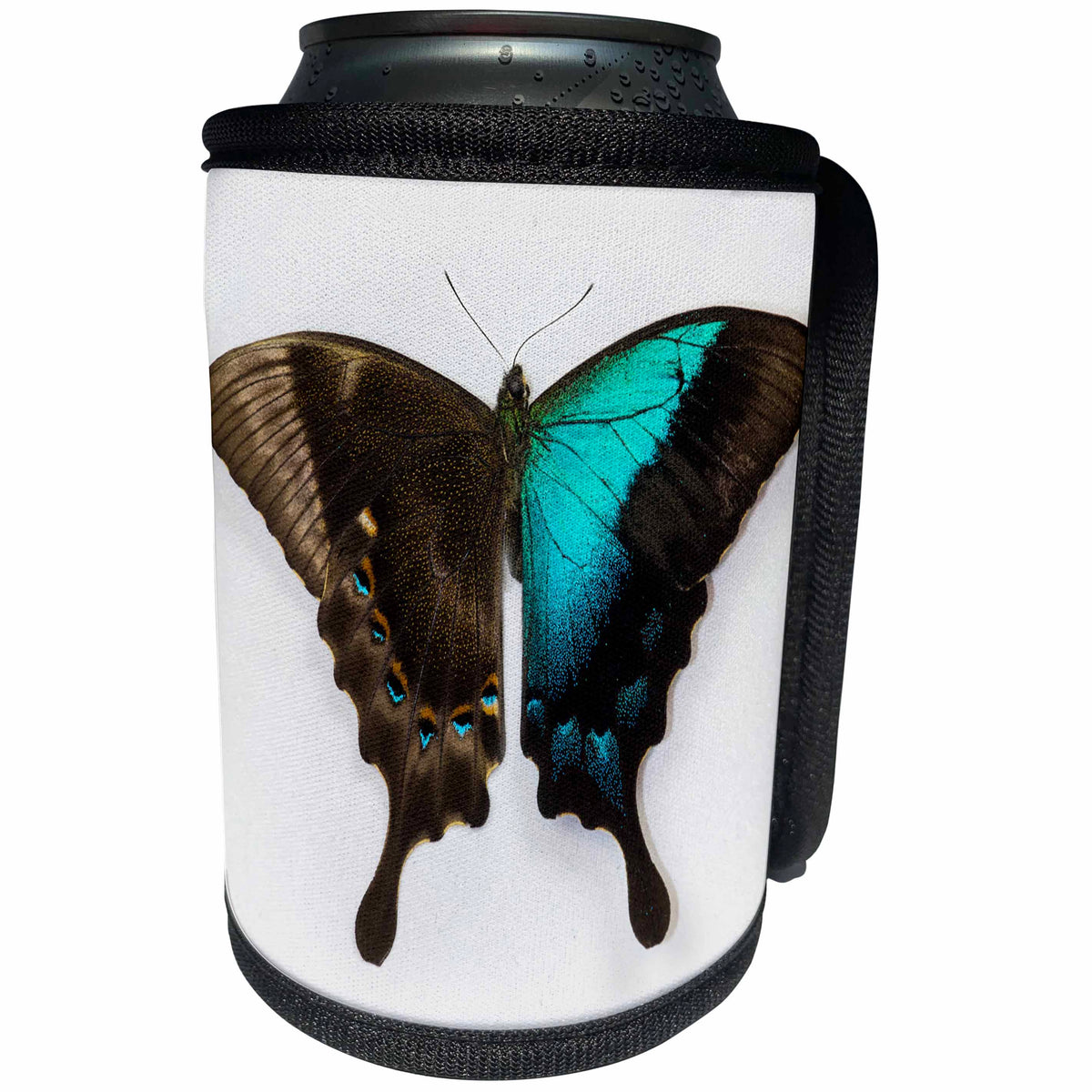 3dRose Danita Delimont - Butterflies - Papilio Pericles iridescence blue swallowtail butterfly - Can Cooler Bottle Wrap (cc_228352)