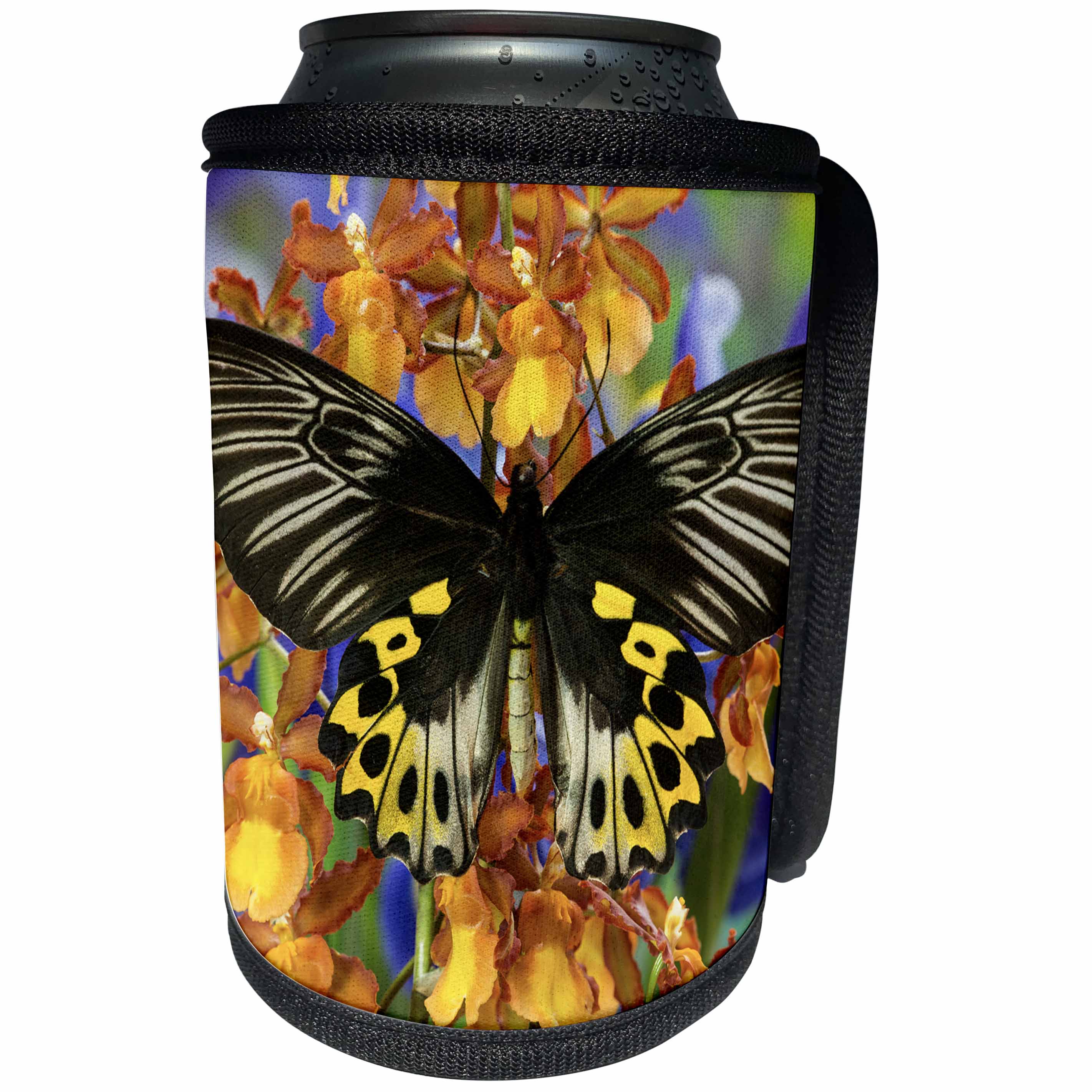 3dRose Danita Delimont - Butterflies - Rippons Birdwing Butterfly, Female, Troides hypolitus - Can Cooler Bottle Wrap (cc_228361)