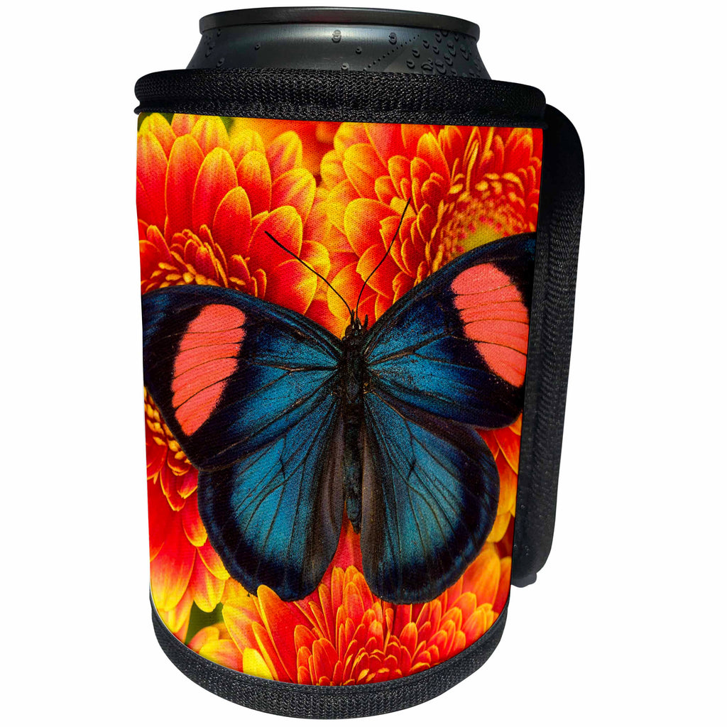 3dRose Danita Delimont - Butterflies - Painted Beauty Butterfly from the Amazon Region, Batesia hypochlora - Can Cooler Bottle Wrap (cc_228364)