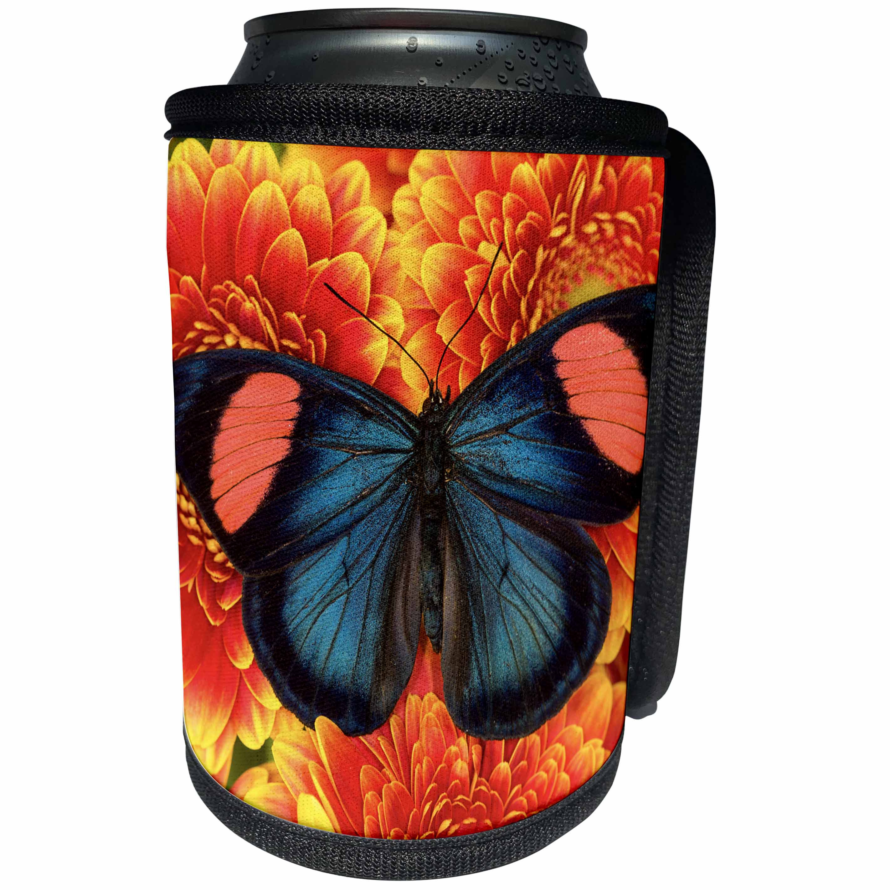3dRose Danita Delimont - Butterflies - Painted Beauty Butterfly from the Amazon Region, Batesia hypochlora - Can Cooler Bottle Wrap (cc_228364)