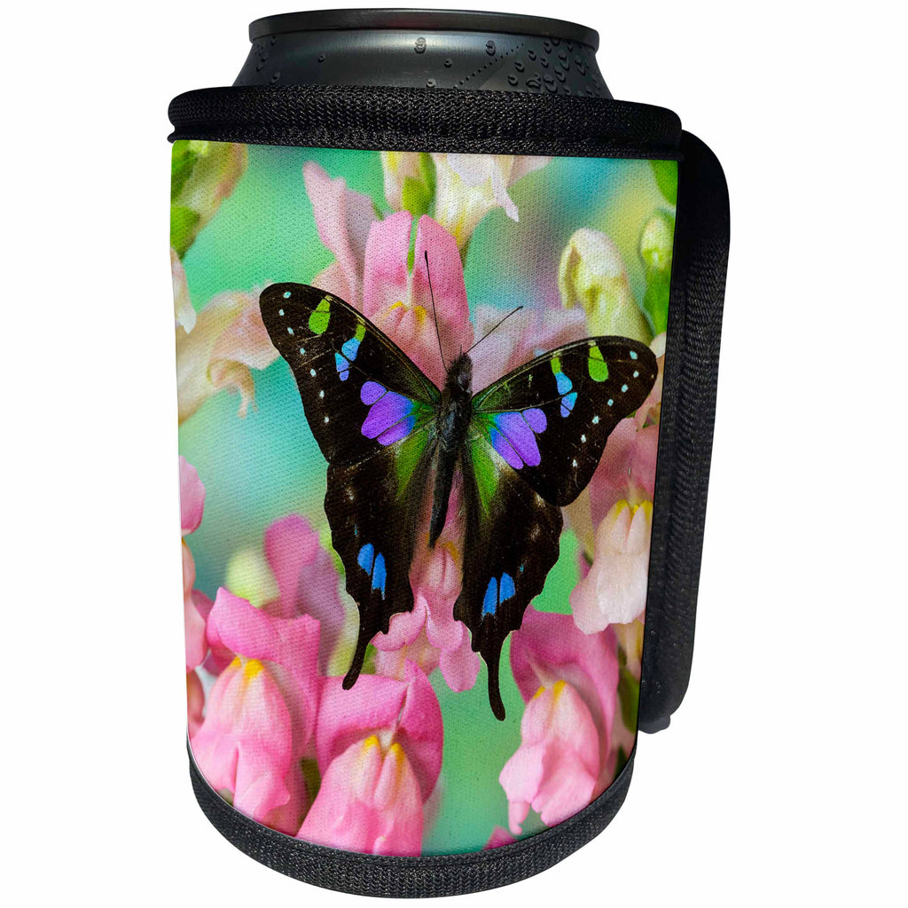 3dRose Danita Delimont - Butterflies - Purple spotted Swallowtail butterfly, Graphium weiski - Can Cooler Bottle Wrap (cc_228381)