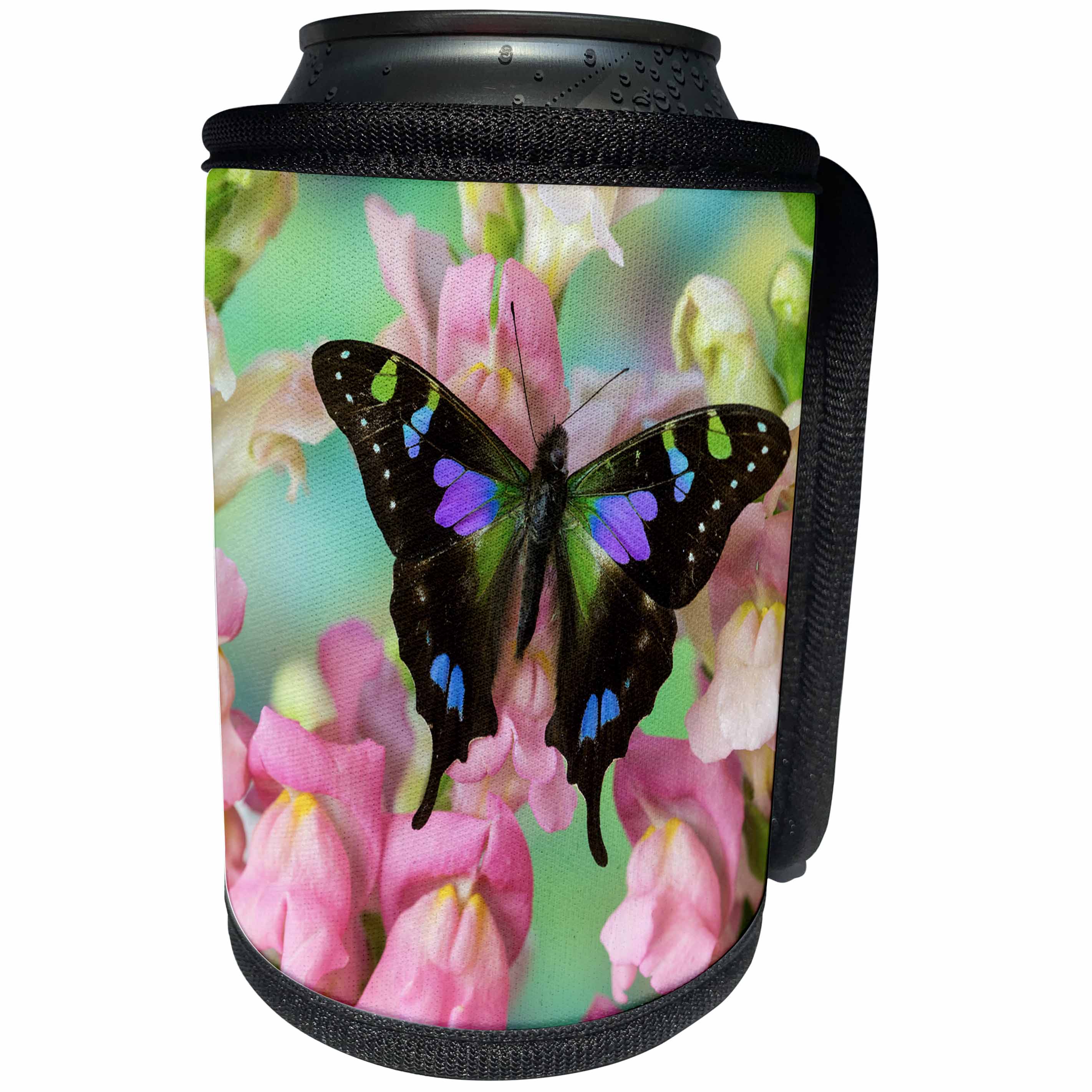3dRose Danita Delimont - Butterflies - Purple spotted Swallowtail butterfly, Graphium weiski - Can Cooler Bottle Wrap (cc_228381)