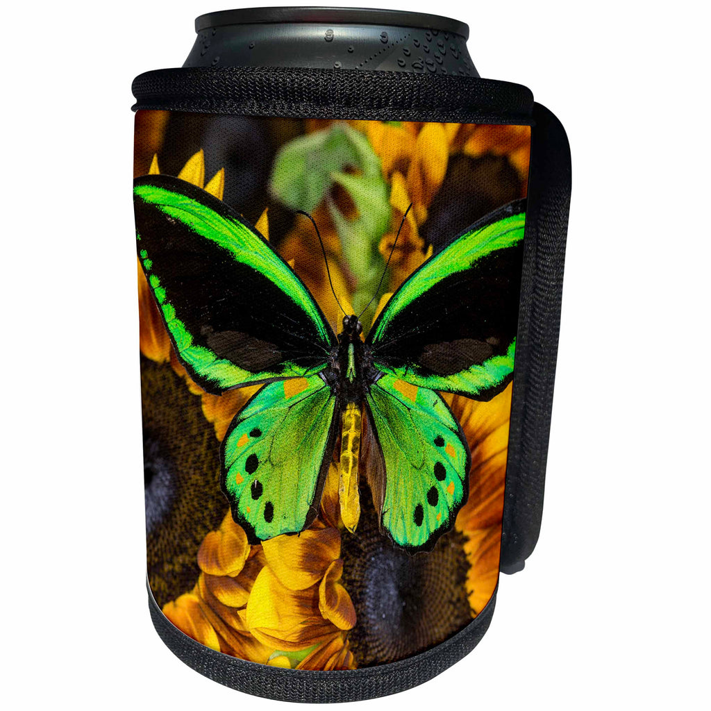 3dRose Danita Delimont - Butterflies - Common Green Birdwing or the Priams Birdwing, Male - Can Cooler Bottle Wrap (cc_228388)