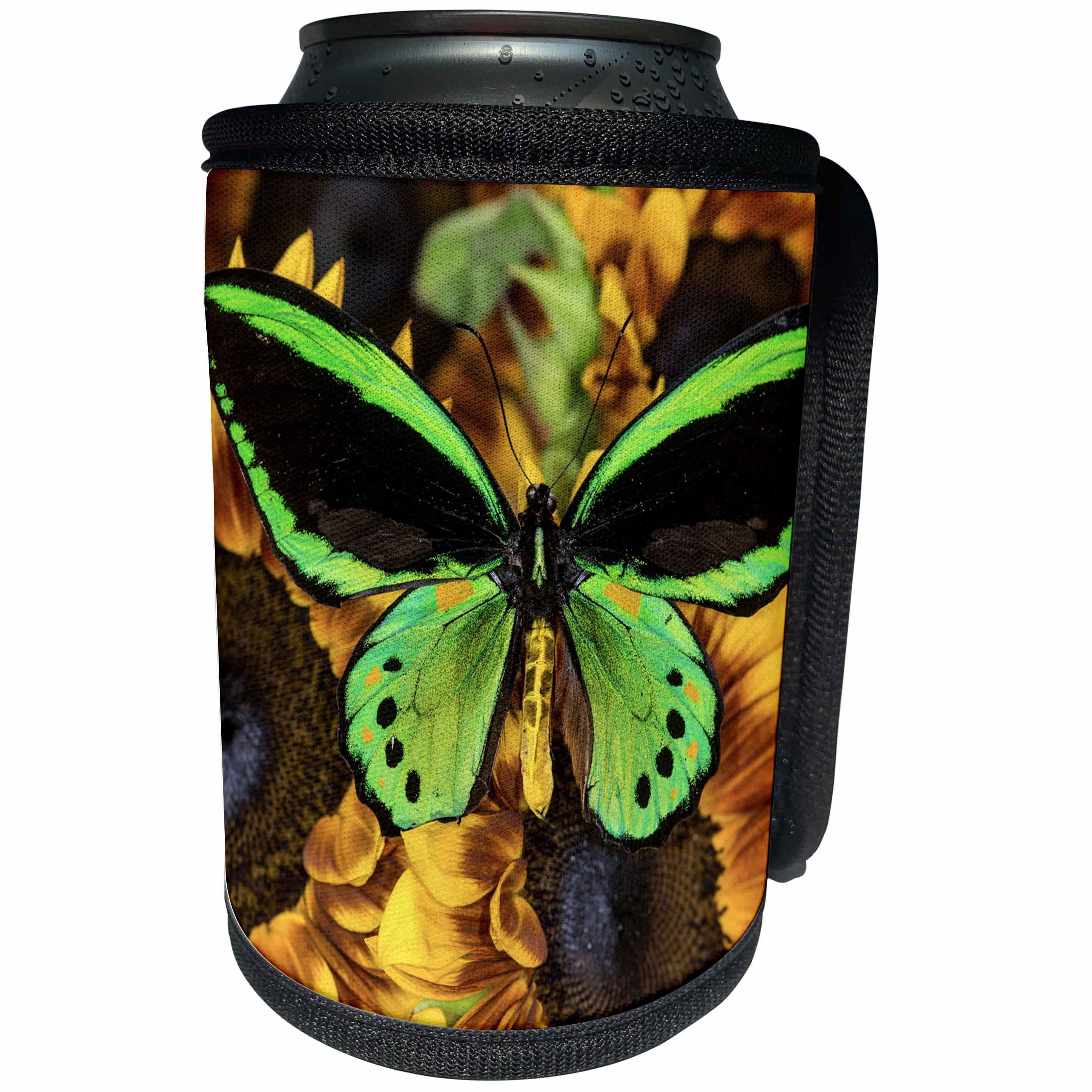 3dRose Danita Delimont - Butterflies - Common Green Birdwing or the Priams Birdwing, Male - Can Cooler Bottle Wrap (cc_228388)