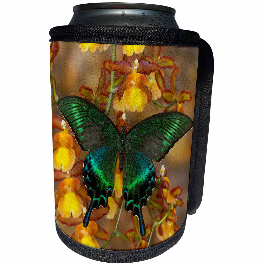 3dRose Danita Delimont - Butterflies - Peacock Swallowtail Butterfly - Can Cooler Bottle Wrap (cc_228393)