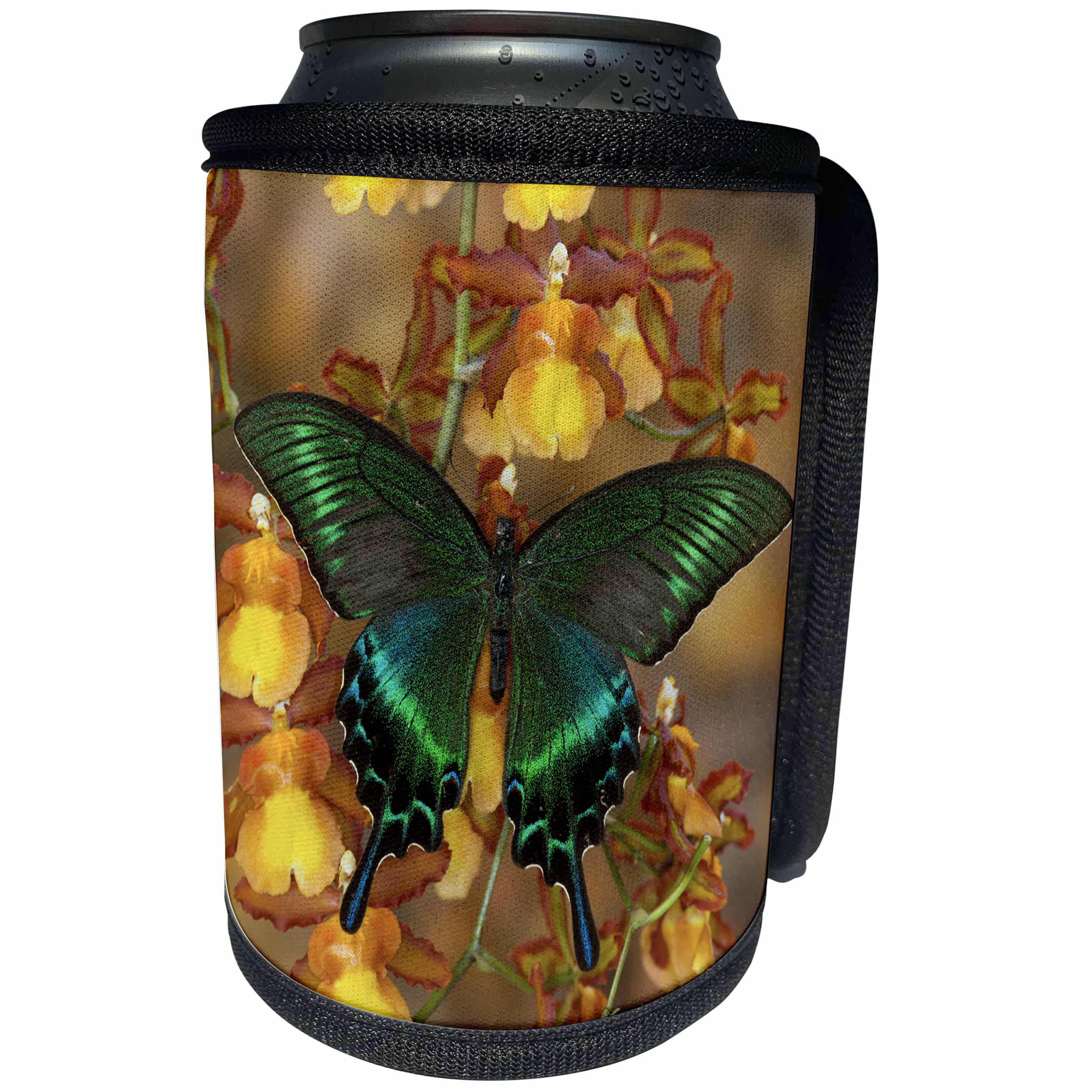 3dRose Danita Delimont - Butterflies - Peacock Swallowtail Butterfly - Can Cooler Bottle Wrap (cc_228393)