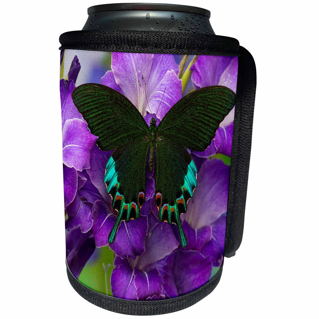 3dRose Danita Delimont - Butterflies - Luzon Peacock Swallowtail Butterfly from Philippines, Papilio hermeli - Can Cooler Bottle Wrap (cc_228397)