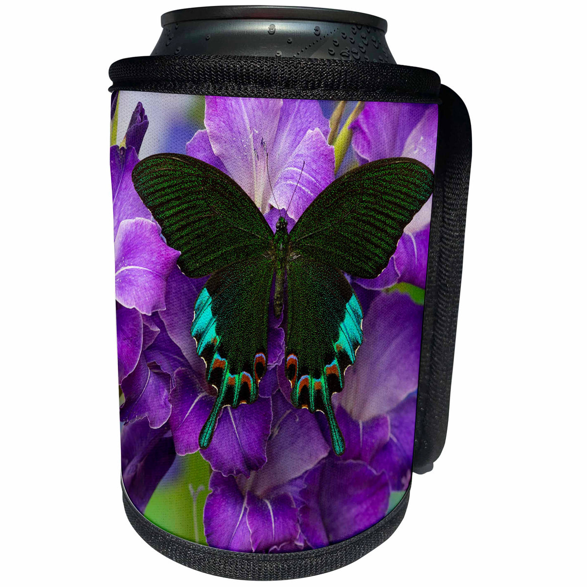 3dRose Danita Delimont - Butterflies - Luzon Peacock Swallowtail Butterfly from Philippines, Papilio hermeli - Can Cooler Bottle Wrap (cc_228397)