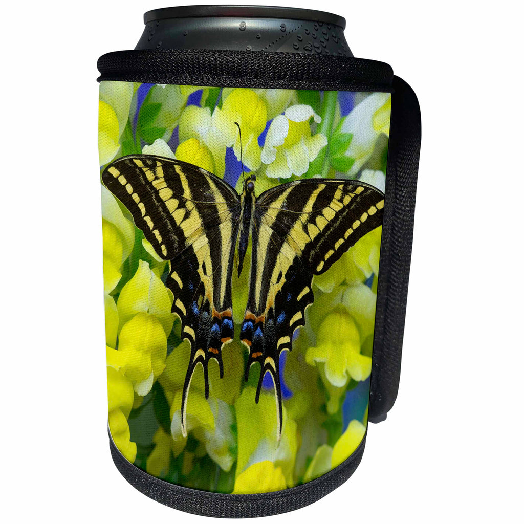 3dRose Danita Delimont - Butterflies - Three tailed Tiger Swallowtail Butterfly, Papilio pilumnus - Can Cooler Bottle Wrap (cc_228403)