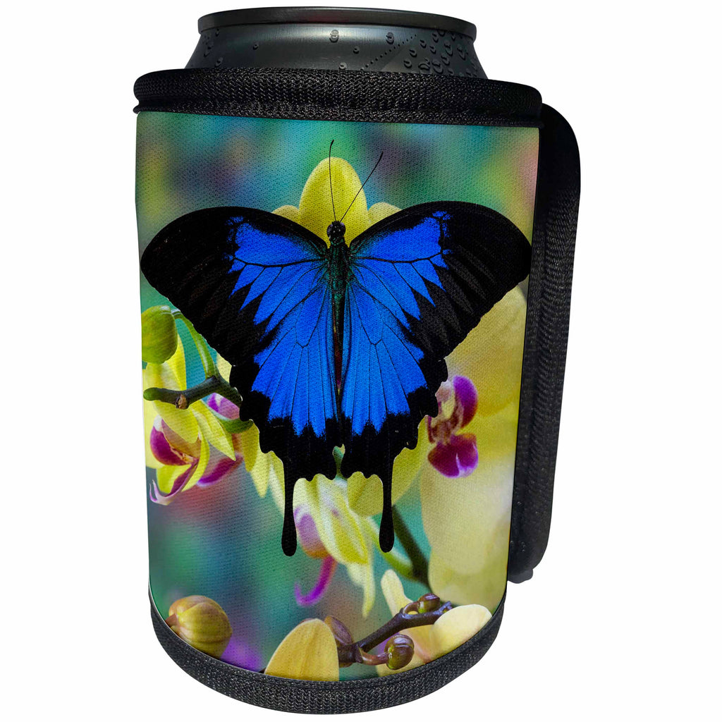 3dRose Danita Delimont - Butterflies - Mountain Blue Swallowtail of Australia on Orchid - Can Cooler Bottle Wrap (cc_228404)