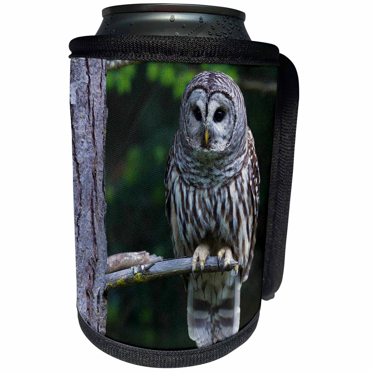 3dRose Danita Delimont - Owls - Barred Owl, hunting at dusk - Can Cooler Bottle Wrap (cc_228412)