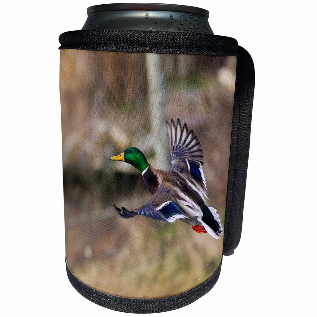 3dRose Danita Delimont - Ducks - Mallard Drake Flying - Can Cooler Bottle Wrap (cc_228413)