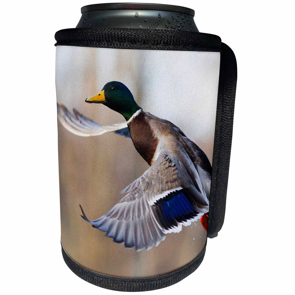 3dRose Danita Delimont - Ducks - Mallard Drake - Can Cooler Bottle Wrap (cc_228414)