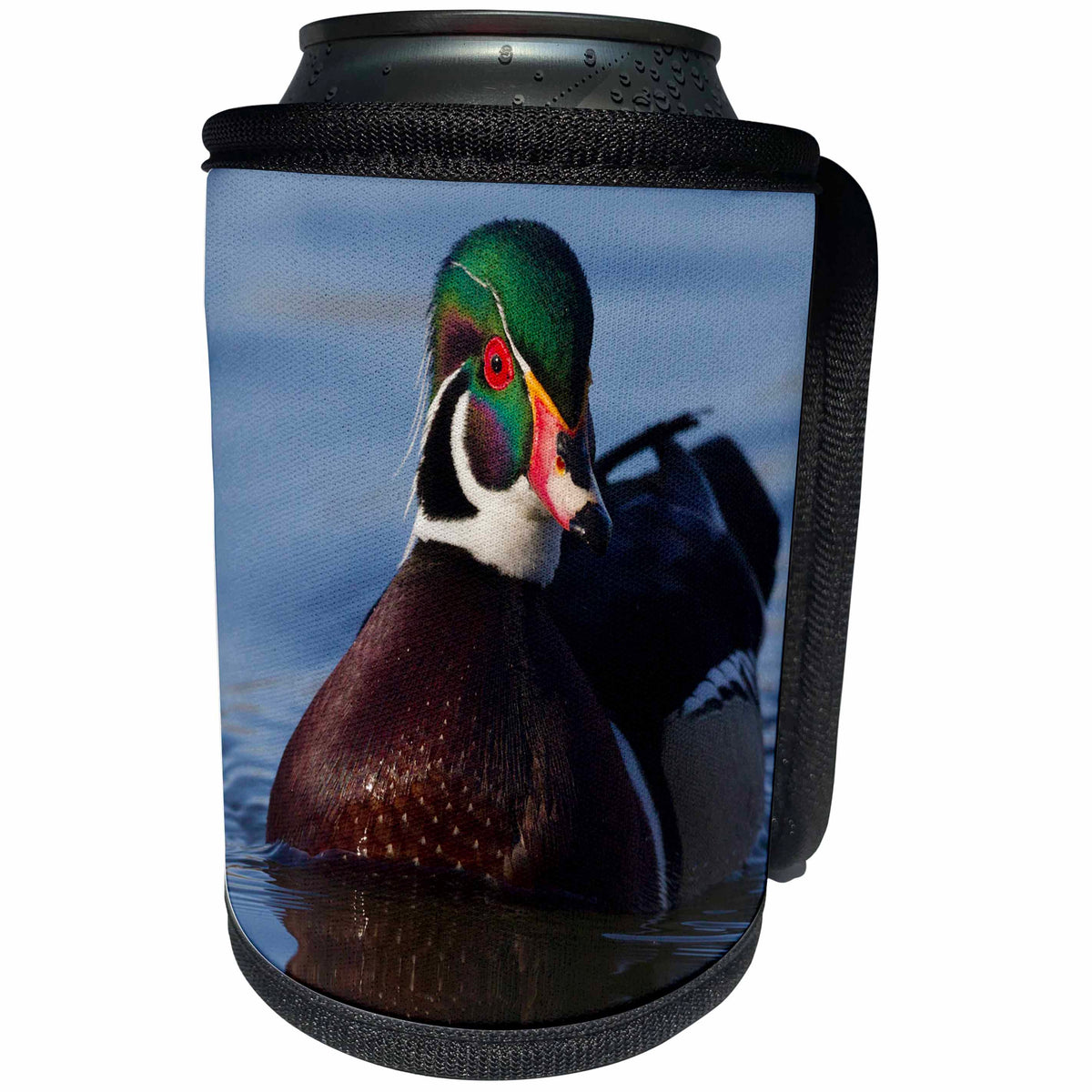 3dRose Danita Delimont - Ducks - Wood Duck, Drake - Can Cooler Bottle Wrap (cc_228415)
