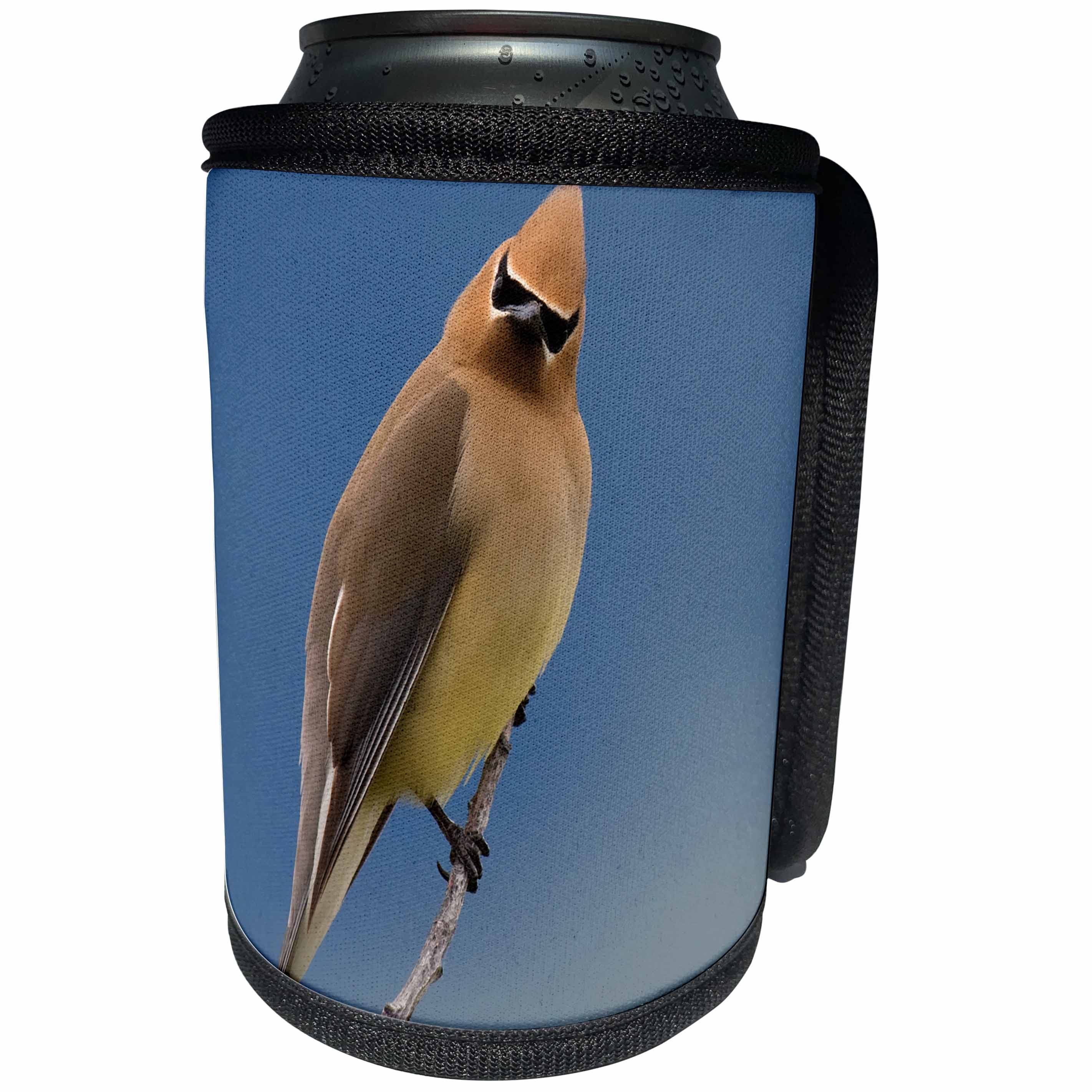3dRose Danita Delimont - Birds - Cedar Waxwing, a curious stare - Can Cooler Bottle Wrap (cc_228427)