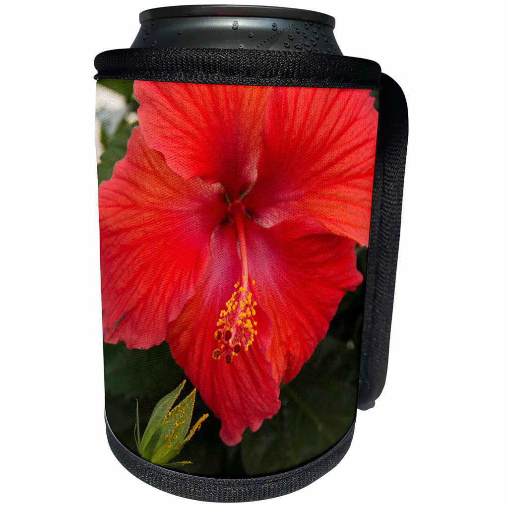 3dRose Danita Delimont - Flower - Mexico, Bahia de Banderas, Bucerias. Close up of Hibiscus flower. - Can Cooler Bottle Wrap (cc_229216)