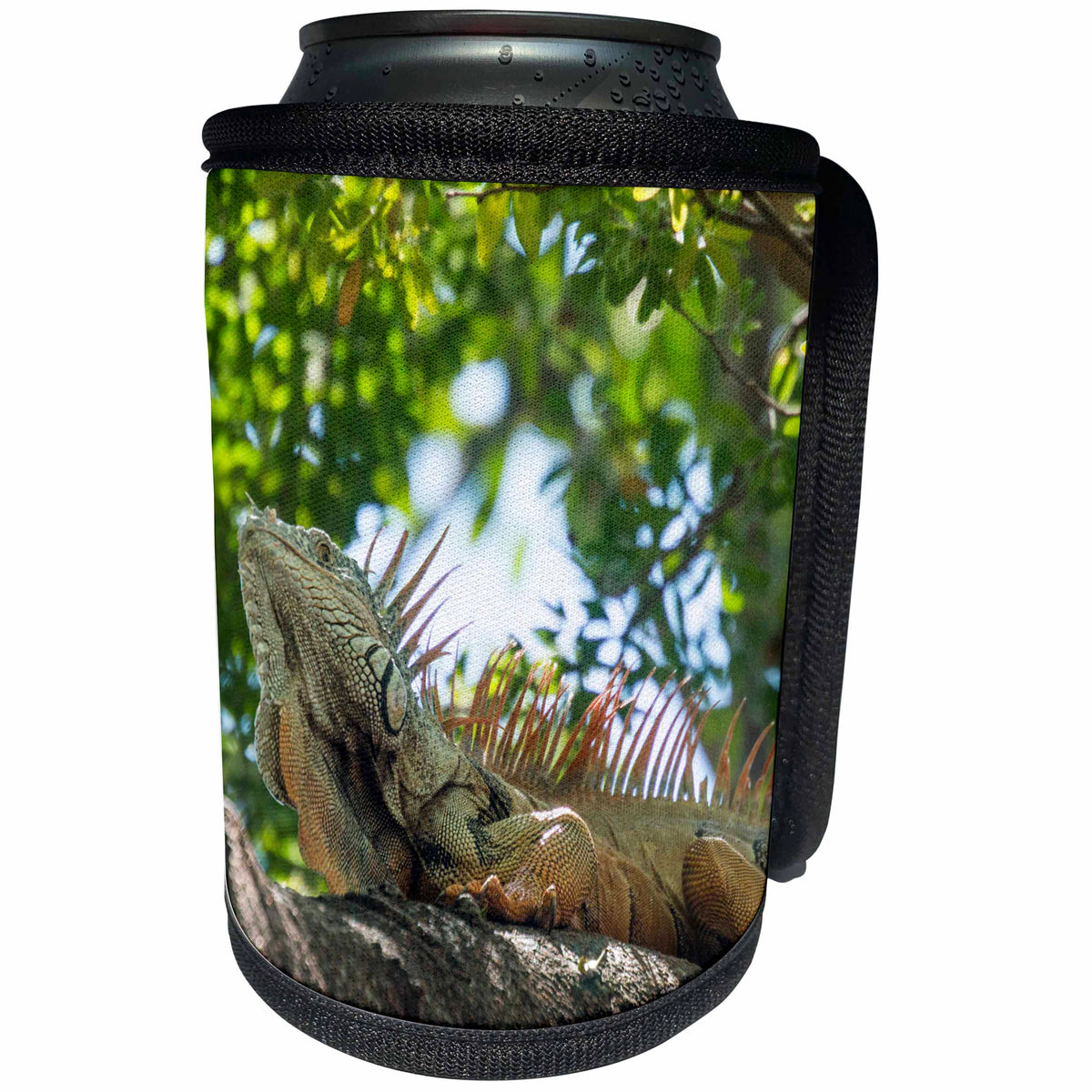 3dRose Danita Delimont - Iguana - Mexico, Puerto Vallarta. Iguana. Tree lizards. - Can Cooler Bottle Wrap (cc_229220)