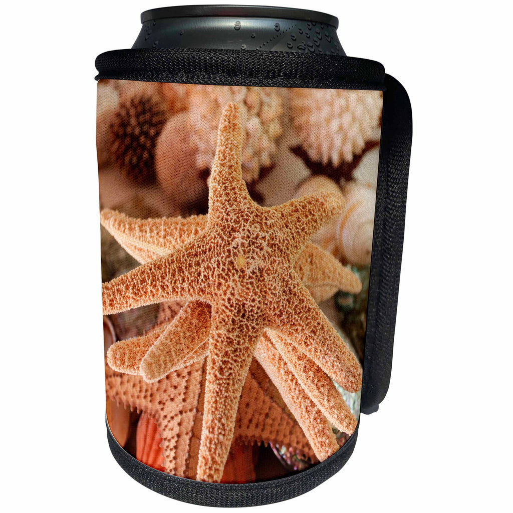 3dRose Danita Delimont - Marine Life - Seashells for sale Zihuatanejo, Mexico. - Can Cooler Bottle Wrap (cc_229224)