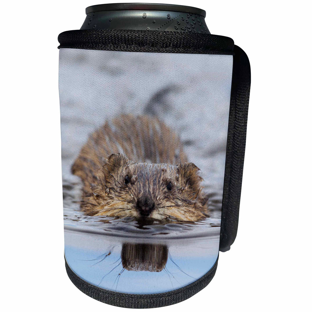 3dRose Danita Delimont - Rodents - Muskrat Swimming - Can Cooler Bottle Wrap (cc_229482)