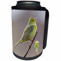 3dRose Danita Delimont - Birds - Orange crowned Warbler Singing - Can Cooler Bottle Wrap (cc_229484)