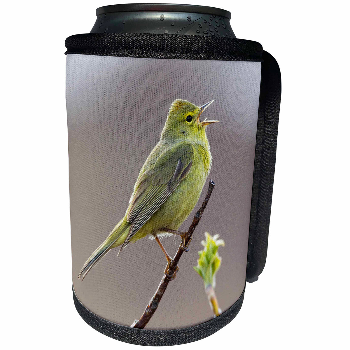 3dRose Danita Delimont - Birds - Orange crowned Warbler Singing - Can Cooler Bottle Wrap (cc_229484)