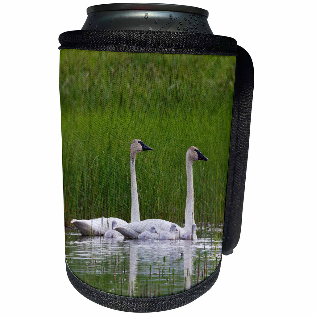 3dRose Danita Delimont - Baby Animals - Trumpeter Swan Family - Can Cooler Bottle Wrap (cc_229493)