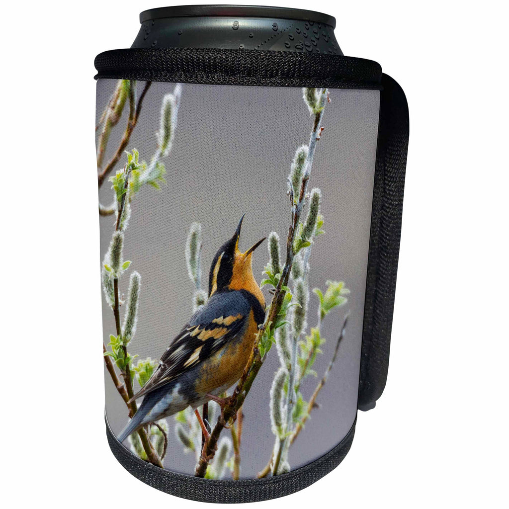 3dRose Danita Delimont - Birds - Varied Thrush Singing - Can Cooler Bottle Wrap (cc_229496)