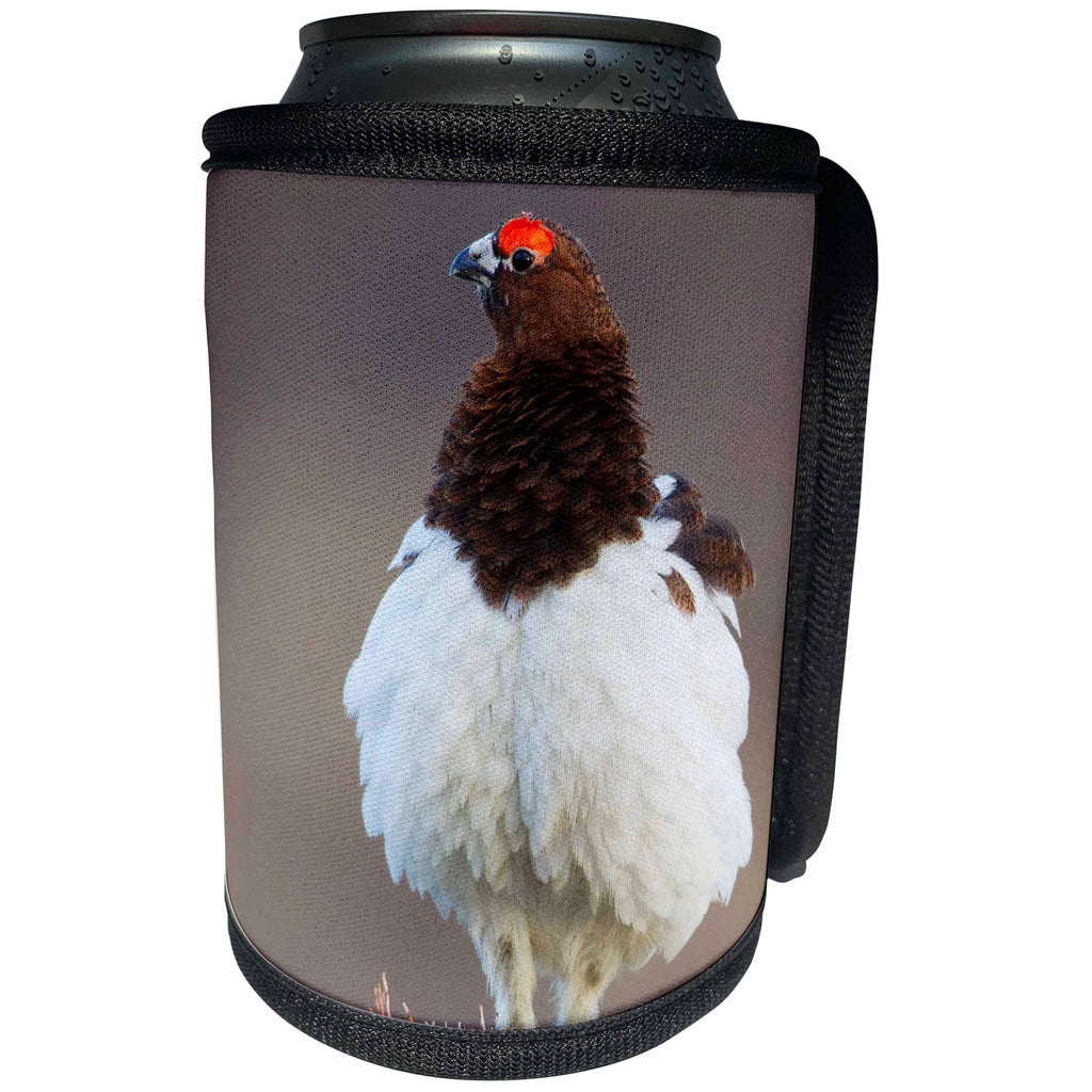 3dRose Danita Delimont - Birds - Willow Ptarmigan, male, Can Cooler Bottle Wrap (cc_229497)